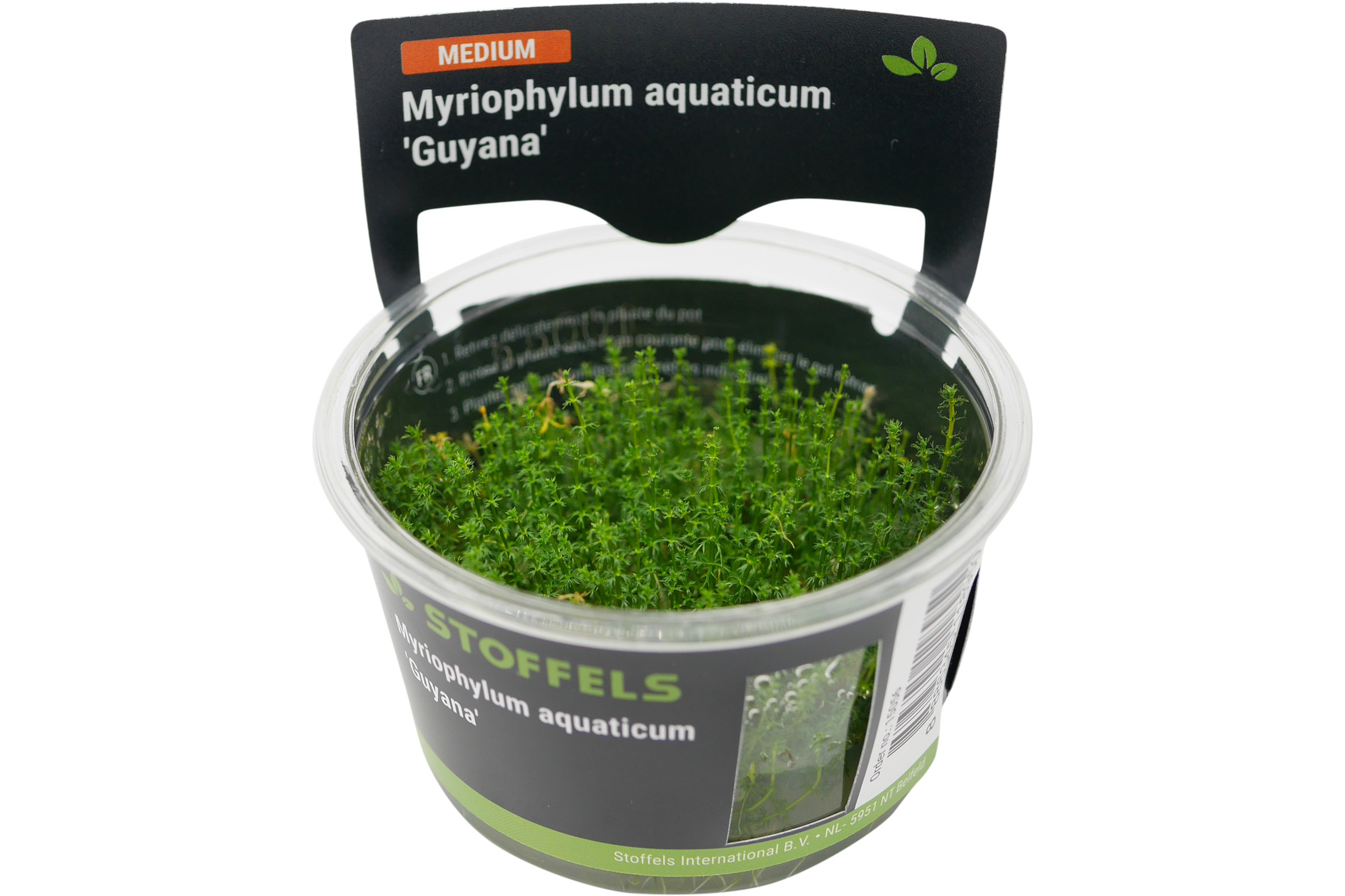 Grünes Tausendblatt, Myriophylum aquaticum 'Guyana', In-Vitro